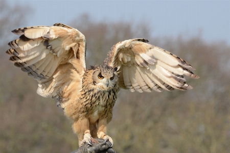 Photo Nature oiseau aile poste
