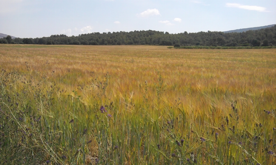 Landschaft wald gras sumpf
