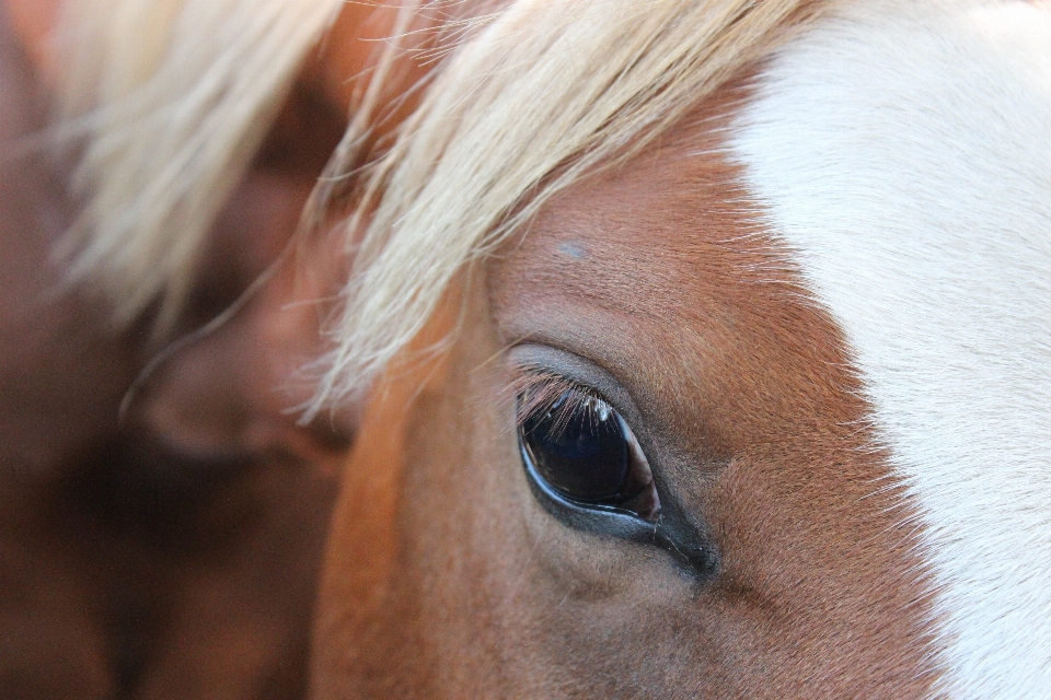 Animal caballo marrón mamífero