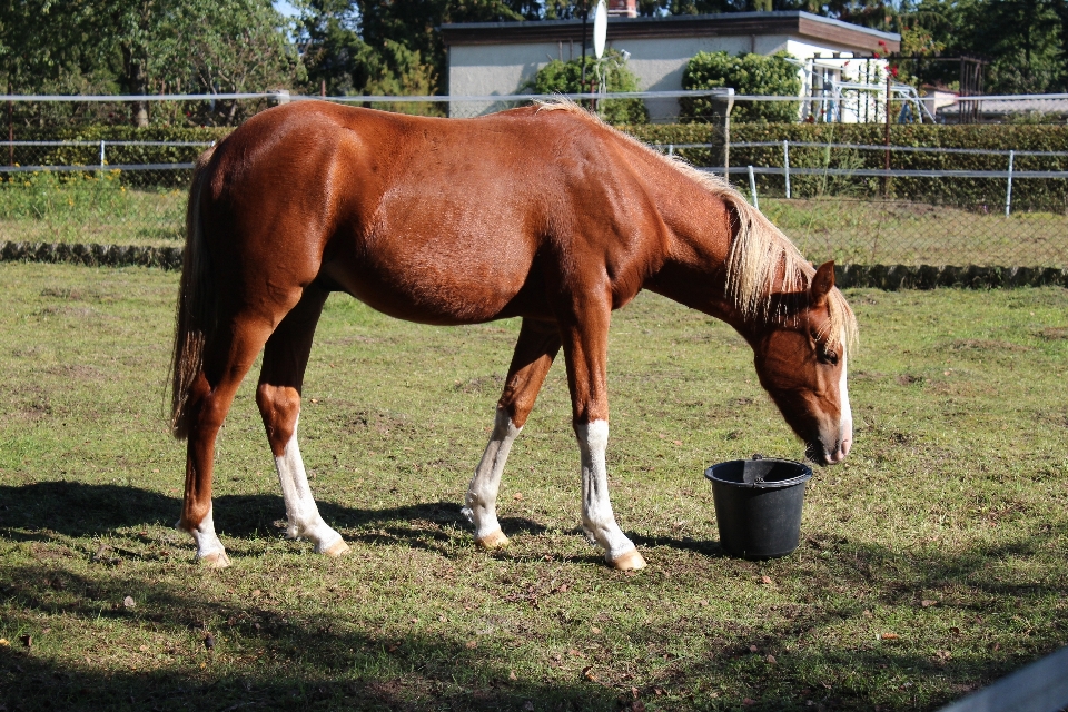 Animal pasto
 pastando
 cavalo