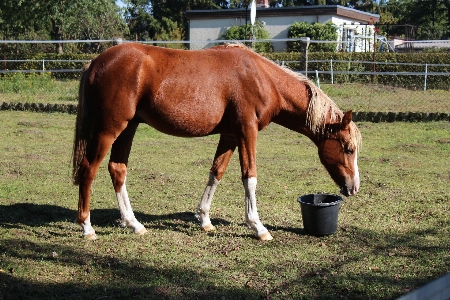 Foto Animal pastar
 pasto
 caballo