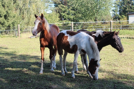 Meadow animal herd pasture Photo