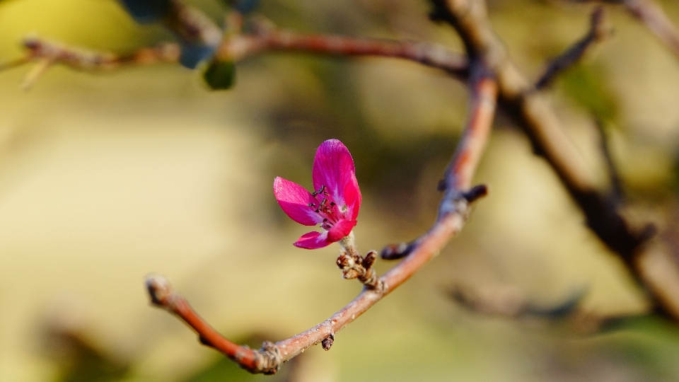 Tree nature branch blossom