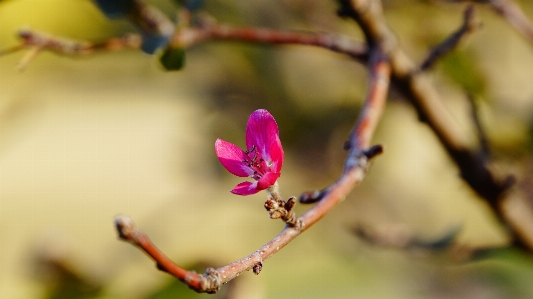 Tree nature branch blossom Photo