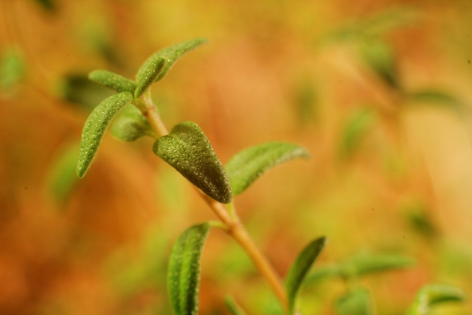 分支 生长 植物 叶子