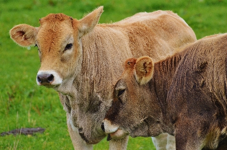 Grass meadow animal cute Photo