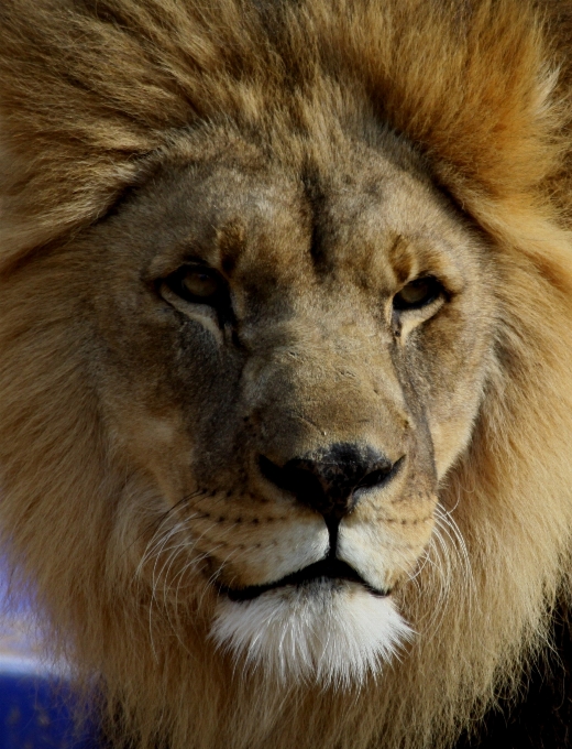 Fauna silvestre zoo mamífero melena
