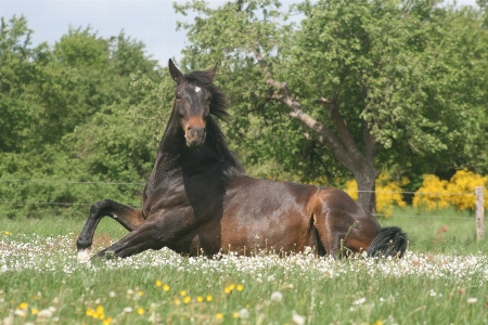 Meadow pasture grazing horse Photo