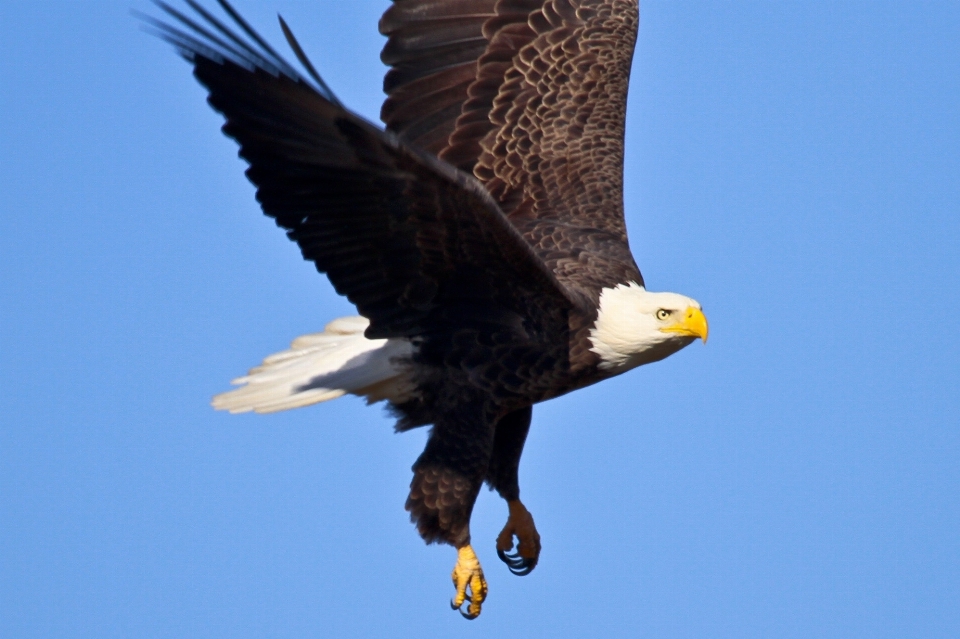 Nature bird wing sky