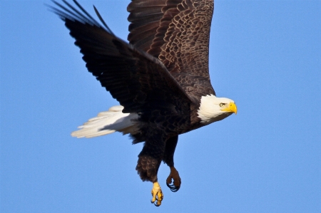 Foto Natura uccello ala cielo