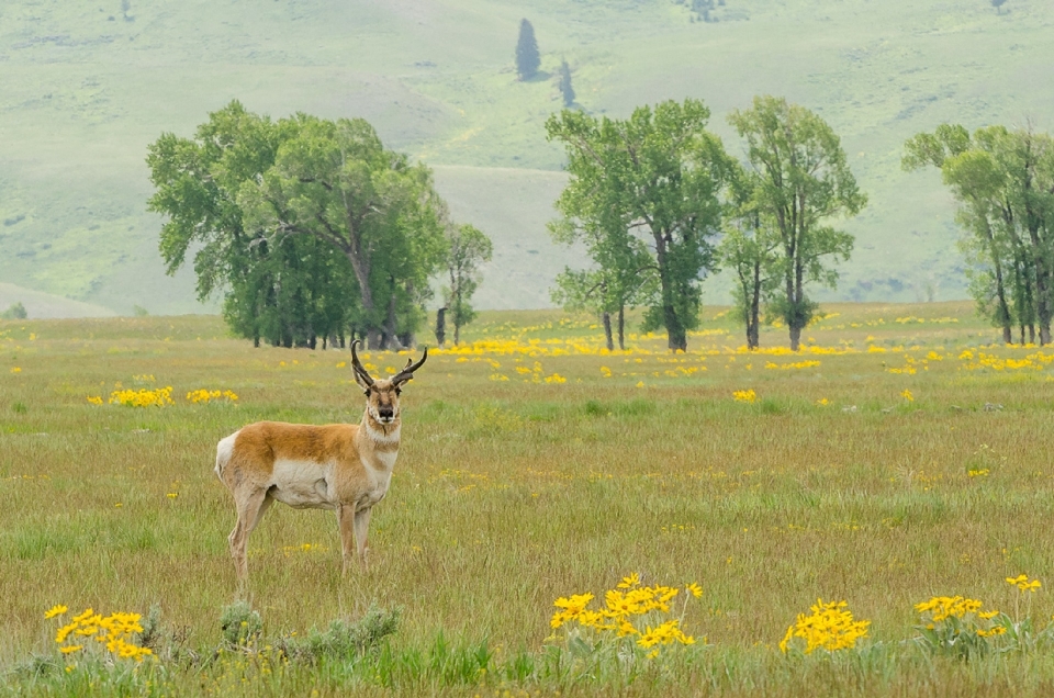 Nature grass wilderness field