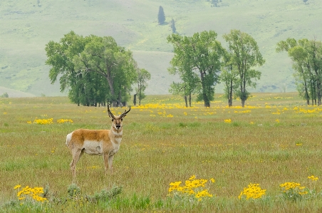 Nature grass wilderness field Photo