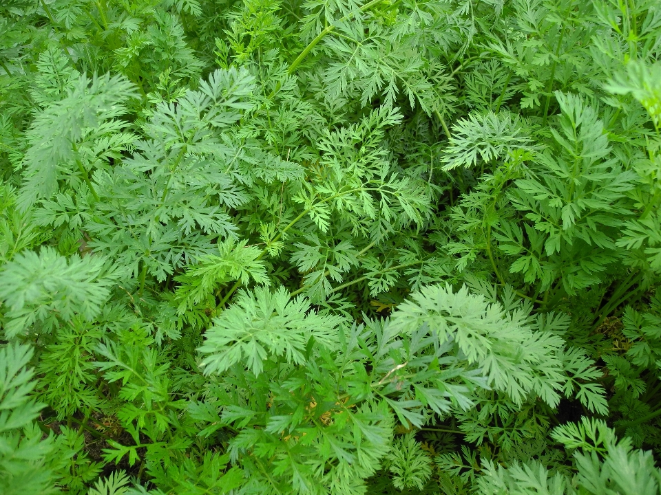 自然 植物 叶子 花