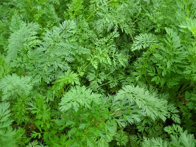 Nature plant leaf flower Photo