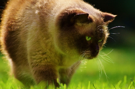 Foto Erba dolce animale carino