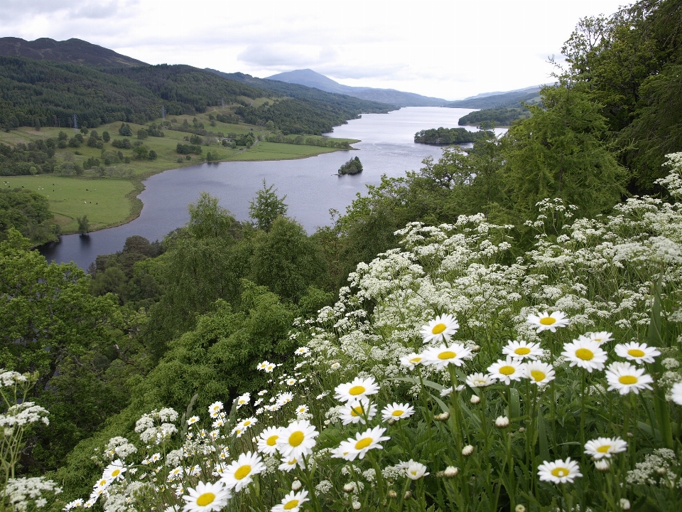 Landscape water nature blossom