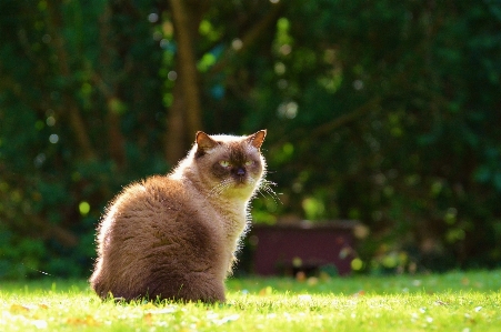 Foto Erba dolce animale carino