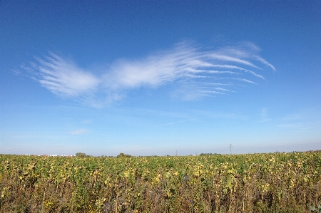 Photo Paysage arbre herbe horizon