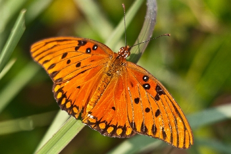 Foto Natureza grama prado
 pradaria
