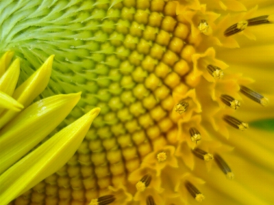 Blossom plant leaf flower Photo