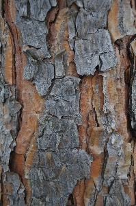 Tree nature rock branch Photo