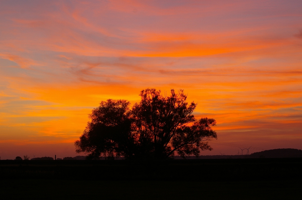 Paisaje árbol naturaleza horizonte