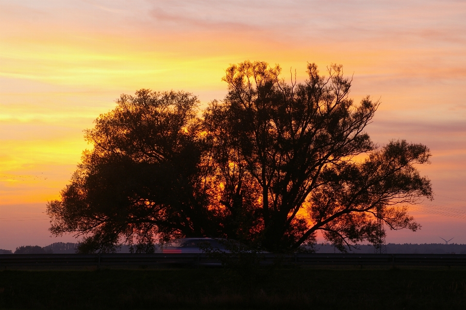 Paesaggio albero natura orizzonte