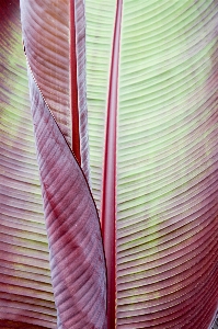 Texture leaf flower petal Photo