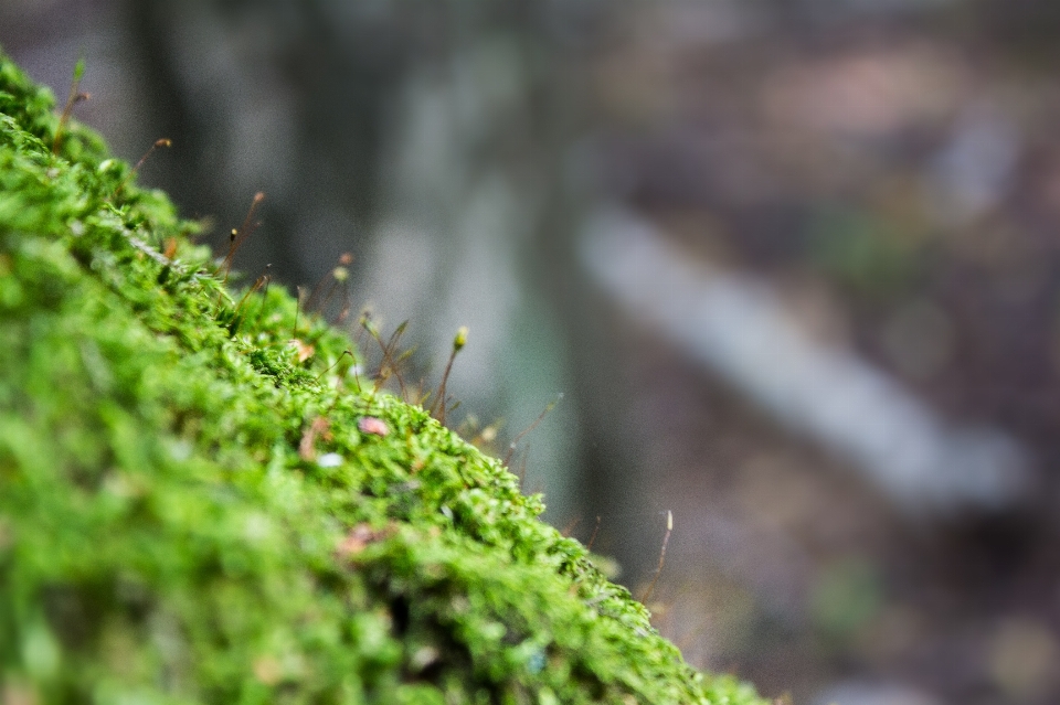 árbol naturaleza bosque césped