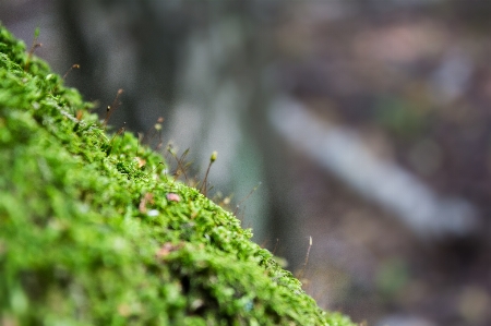 Tree nature forest grass Photo