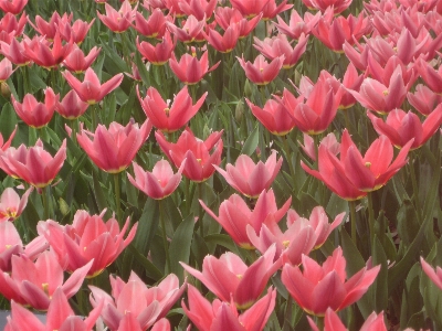 Plant field flower petal Photo