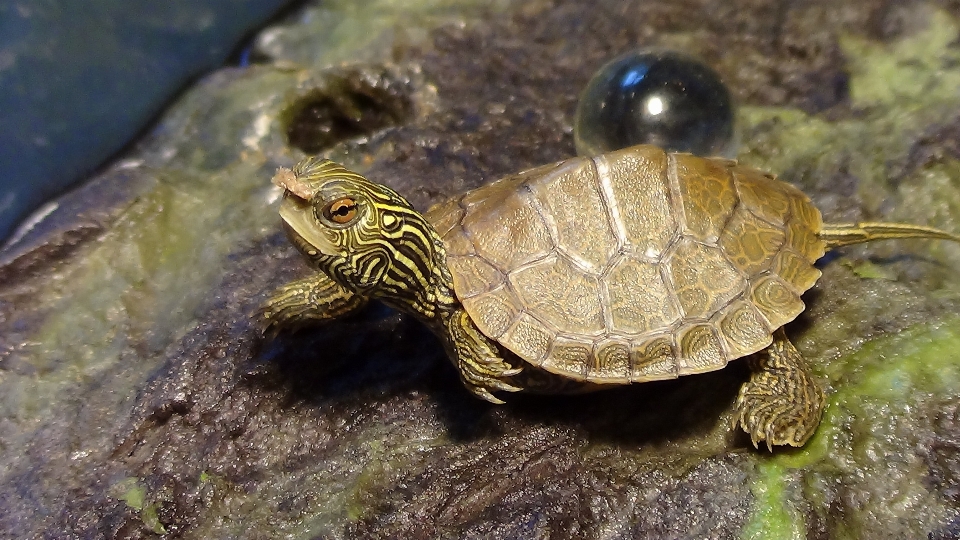 Animais selvagens jardim zoológico biologia pequeno