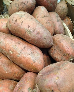 植物 食べ物 生産 野菜 写真