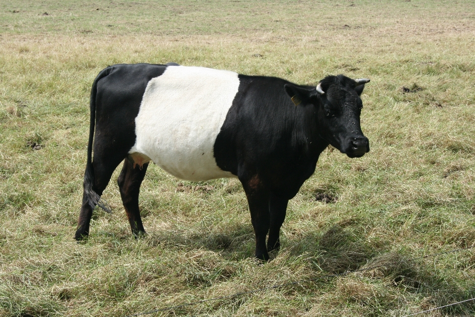 Grama campo fazenda prado
