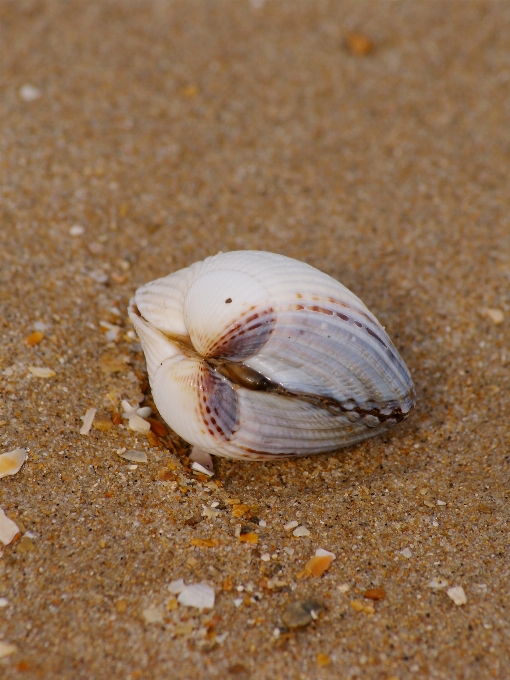 Beach sea nature sand