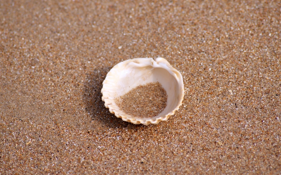 Hand beach sea coast