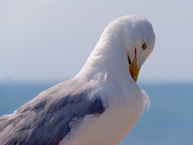 Sea coast bird wing Photo