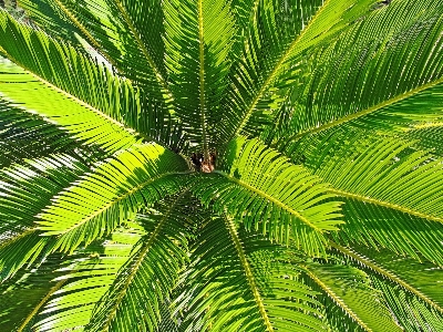 Tree branch plant palm Photo