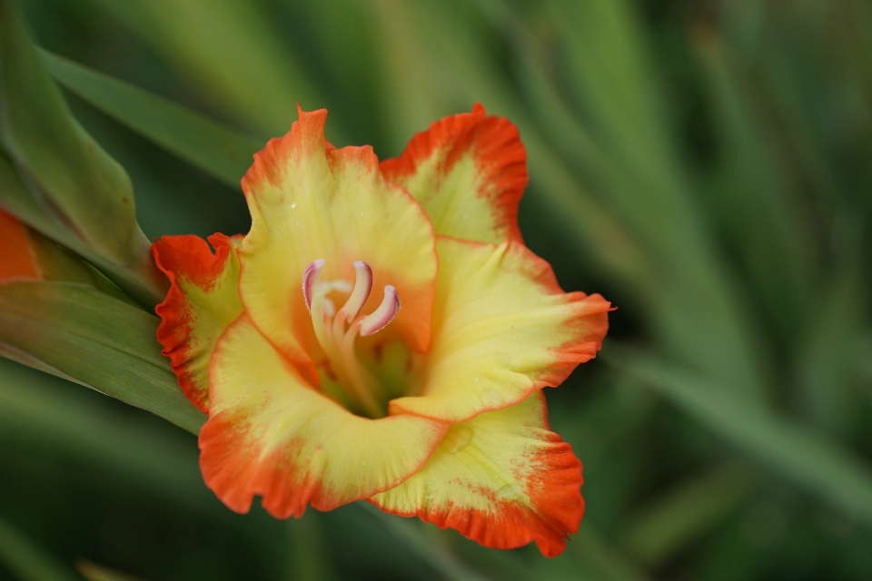 Plant flower petal summer