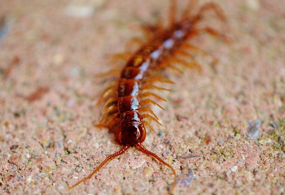 Piedi insetto suolo fauna