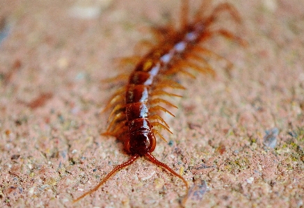 Feet insect soil fauna Photo