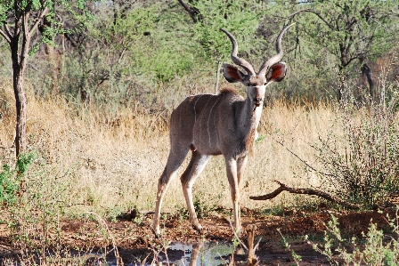 Foto Pria margasatwa rusa mamalia