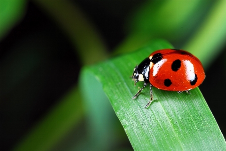 Foto Alam fotografi daun bunga