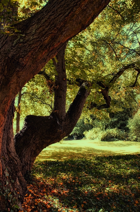 Tree nature forest branch