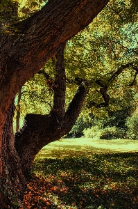 Tree nature forest branch Photo