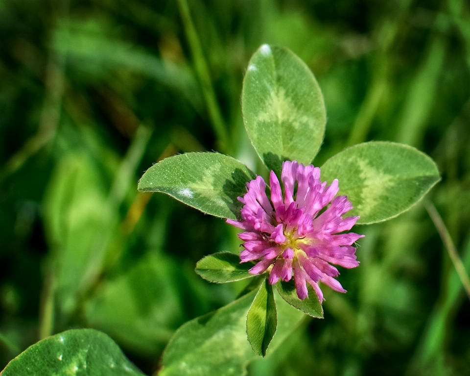 Natur gras anlage blatt