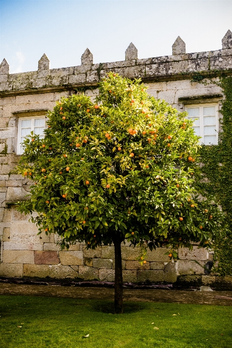 Albero pianta casa foglia