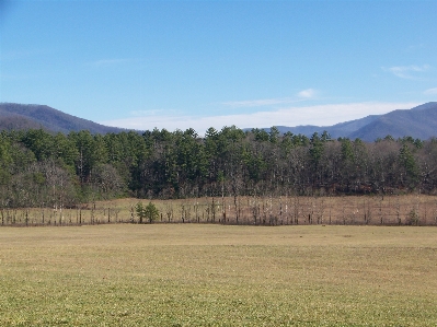 Landscape tree grass wilderness Photo