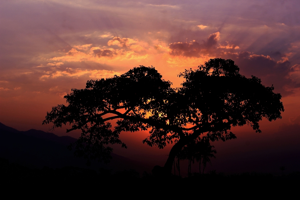 Paisaje árbol naturaleza horizonte