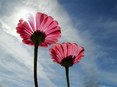 Light plant sky field Photo